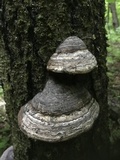 Fomes excavatus image