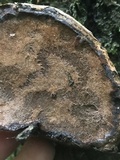 Fomes excavatus image