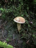 Aureoboletus auriporus image