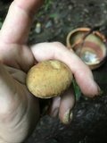 Aureoboletus auriporus image