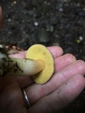 Aureoboletus auriporus image