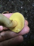 Aureoboletus auriporus image