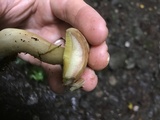 Aureoboletus auriporus image