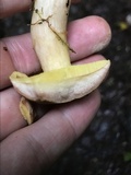 Aureoboletus auriporus image