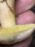 Aureoboletus auriporus image