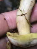 Aureoboletus auriporus image