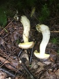 Aureoboletus auriporus image