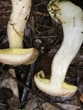 Aureoboletus auriporus image