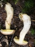 Aureoboletus auriporus image