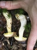 Aureoboletus auriporus image