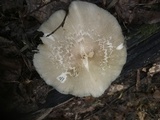 Megacollybia rodmanii image