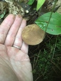 Tylopilus felleus image