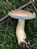 Tylopilus felleus image