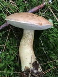 Tylopilus felleus image