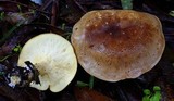 Clitocybe eucalyptorum image