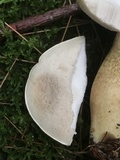 Tylopilus felleus image