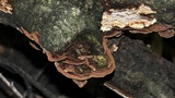 Fuscocerrena portoricensis image