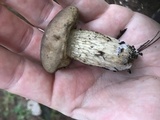 Retiboletus griseus image