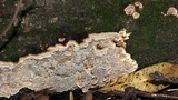 Fuscocerrena portoricensis image