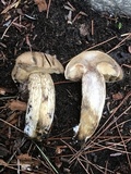 Retiboletus griseus image