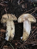 Retiboletus griseus image