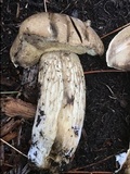 Retiboletus griseus image