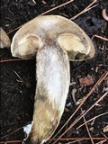 Retiboletus griseus image