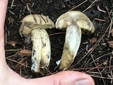 Retiboletus griseus image