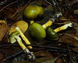 Cortinarius austrovenetus image