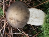 Retiboletus griseus image