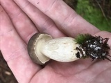 Retiboletus griseus image