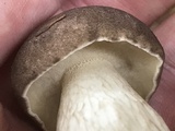 Retiboletus griseus image