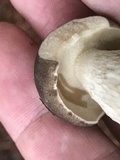 Retiboletus griseus image