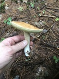 Boletus pallidus image