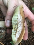 Boletus pallidus image