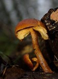 Gymnopilus ferruginosus image