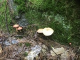 Suillus spraguei image