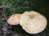 Suillus spraguei image