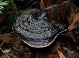 Ganoderma australe image