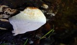 Ganoderma australe image