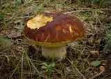 Boletus rubriceps image