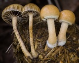 Psilocybe coprophila image