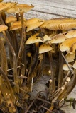 Flammulina populicola image