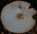 Pluteus petasatus image