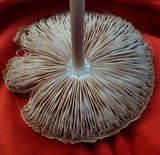 Pluteus petasatus image