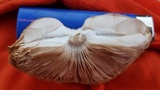 Pluteus petasatus image