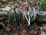 Xylaria cornu-damae image