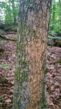 Xylaria cornu-damae image