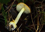 Amanita xanthocephala image