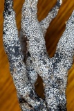 Xylaria cornu-damae image